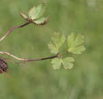 Thimbleweed